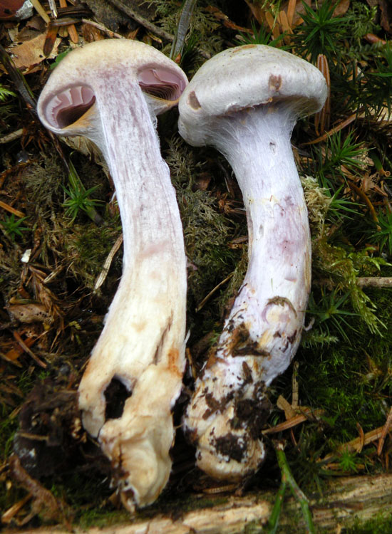 Cortinarius con lamelle violette?